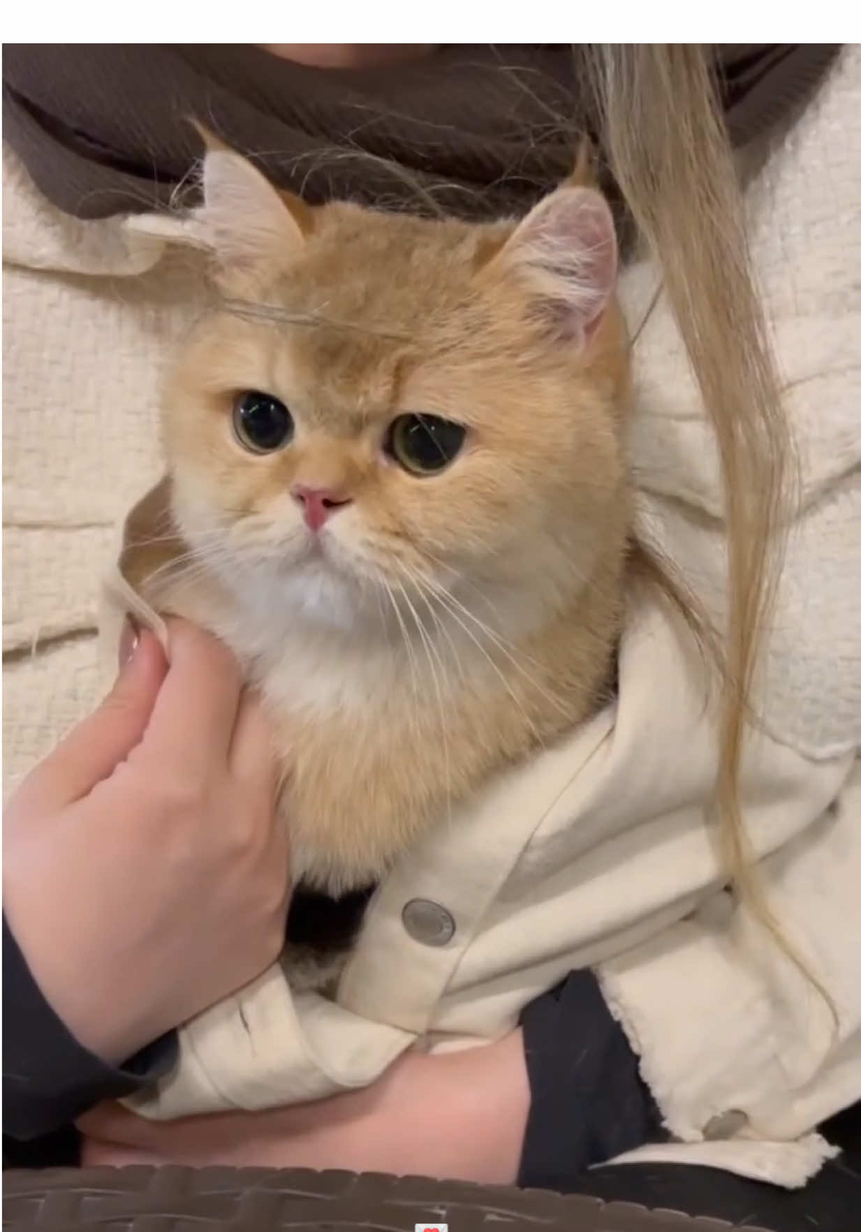 #fyp #cat #foryoupage #هيفاء_وهبي #اليسا 