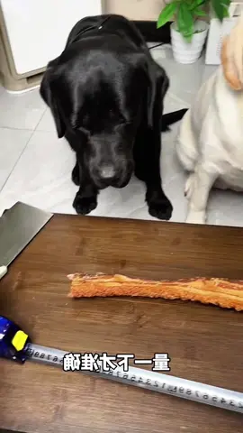 #doggo #doglove #dog #dogsoftiktok 