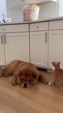 #cachorro #gatos #flypシ #ia 