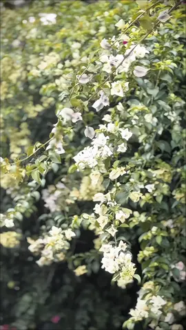 Gundu Malli Kodiyai kollaiyadikkadhe ✨🙌🏻🤍#ns200 #srilanka #bs4 #bike #viral @𝙎𝙖𝘿𝙝𝙐🥤 @Divy_rdx @HUNTER ❗ @Abilash Ratneswaran @𝙕𝙖𝙞𝙙 𝙍𝙢 @𝘽𝙇𝙑𝘾𝙆 𝙉𝙎 🚀❗️ @𝐋𝐄𝐎𝐑𝐀❗️ @𝗞𝗮𝗿𝘁𝗵𝗶𝗸*_} 𝘇𝗼𝘆𝗮 