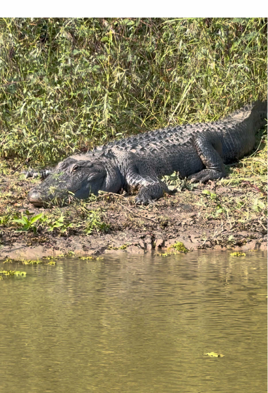 Saw a lot of gators while fishing this weekend .#aligator #kfred #kendallfrederickonyoutube #kfredfloatpopper #kfredseasoning 
