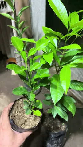 Cek keranjang kuning sebelum kehabisan #bibitjerukpurut #promo #murahbanget #masukberanda 