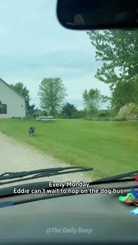 He takes the bus more seriously than I take my job.#dog #dogbus #dogdaycare #happydog #fyp 