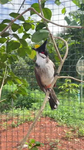 #สมองเพชร #นกเบิ้ลๆ #วิตามินบัดดี้โปร #ฟีดดดシ 