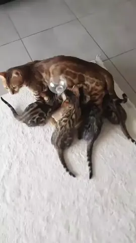 #приколы #кошки #юмор