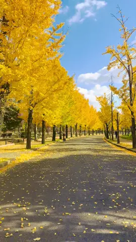 Mùa lá đỏ thứ 3 🍂 🍂 #osaka #nhậtbản🇯🇵 