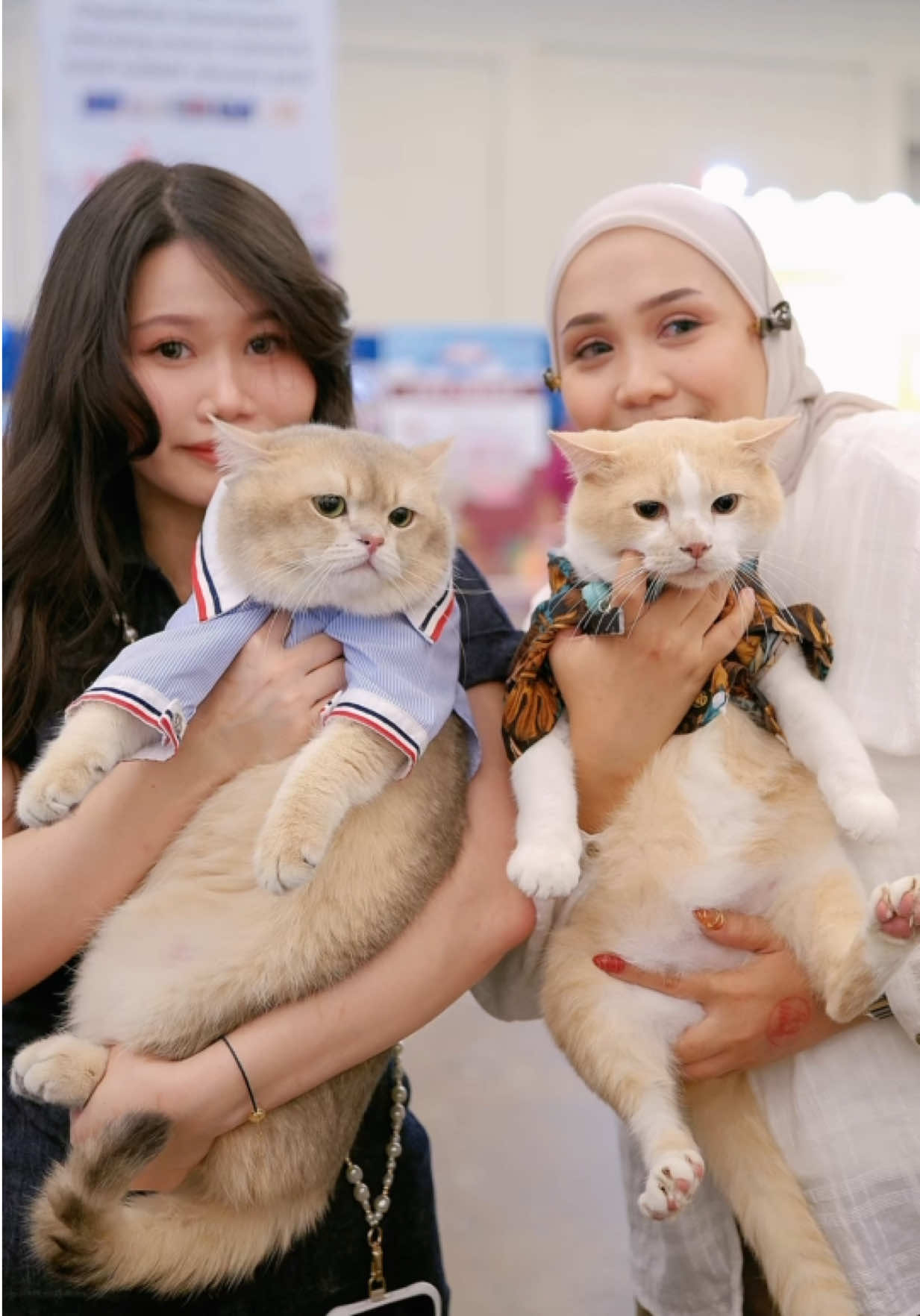 😼: Lagi minta tips jadi sukses sama CEO-cing Bang Pororo woi @Pororo Shop #kucing #kucinglucu #kucingtiktok #pororo 