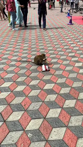 Tips: huwag mag dala ng foods pag aakyat sa batu cave kung ayaw mo ma agawan , daming mga ganster dito 😅 #batucaves #kualalumpurmalaysia #monkey #october #travel 