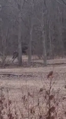 Reer burcow wxay bahalkani #burco #qorismaris #bahal #fypシ #fyp 