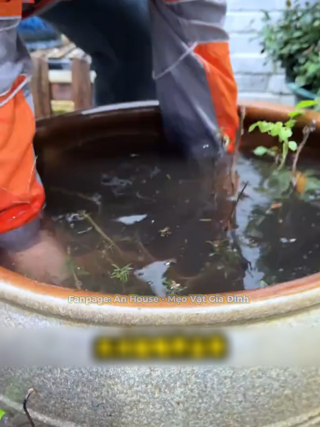 ❄️ Mùa đông lạnh trồng hoa khó sống? Thử ngay trồng rau trong chậu tại nhà nha! Vừa xanh mát không gian, vừa có rau sạch ăn quanh năm 🥬 👉 Cách làm cực đơn giản mà nhìn siêu chill luôn 😍  #trongrausach #trongraunhagia #lamvuon #trongcaytainha #lamvuontainha #rausachmoingay #trongcaychautron #cuocsongxanh #meovatcuocsong #tiktokreview