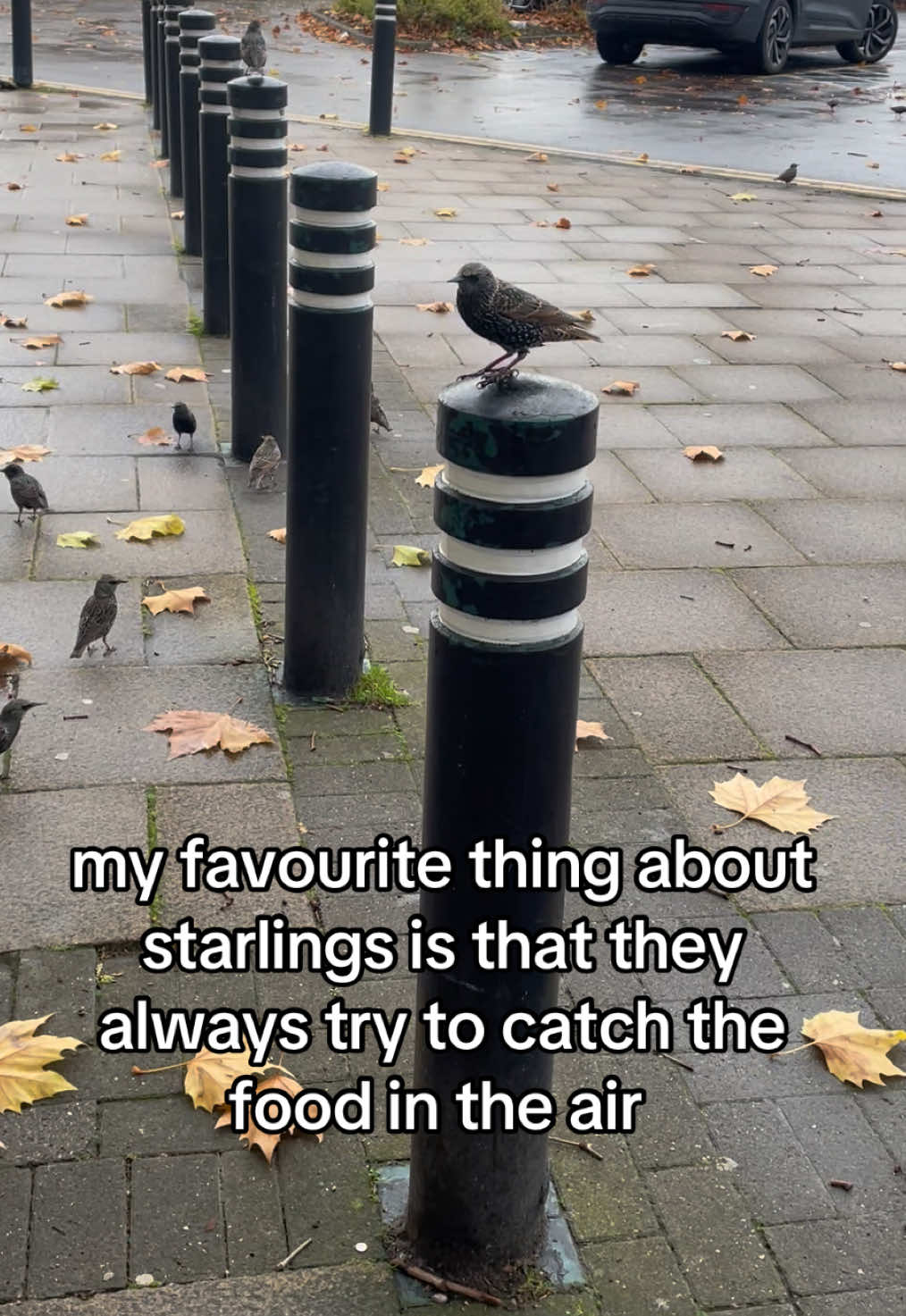 oh and also the fact that they are mimicry birds that can SPEAAKK #starlings #birdfeedertok #feedingbirds #birdwatch  #ukwildlife 