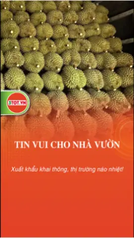 Tin vui cho nhà cườn trồng sầu riêng: Xuất khẩu khai thông, thị trường náo nhiệt! #phanbon3tot #nongnghiep #tintuc #shorts 