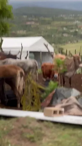 Abaleka amagwala🙌 #livestock #cow #kraal 