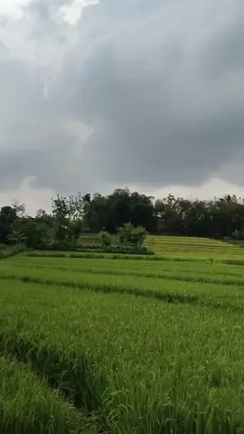 sing ngerti iki ngendi, KOMEDO #fyp #wonogiri #wonogiri24jam #tiktok #magic 