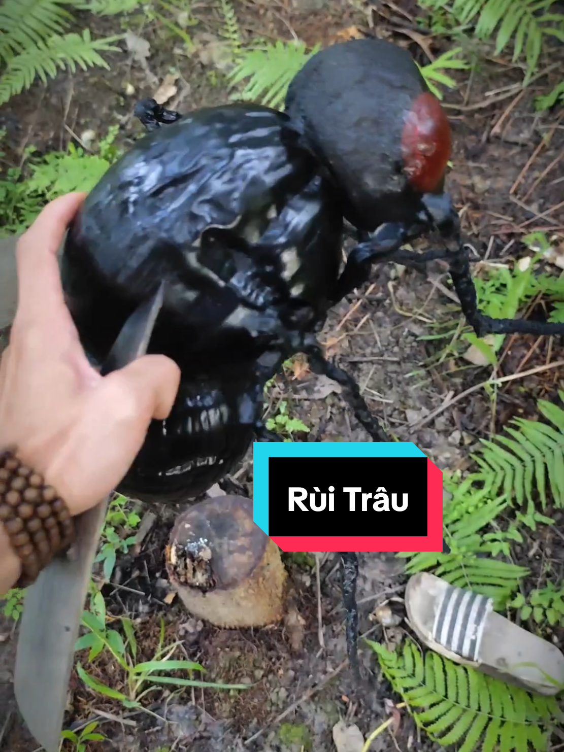 Bắt được con rùi amamong bự bằng bắp đùi mà không ai tin:))( #mientay #xuhuong #dừa 