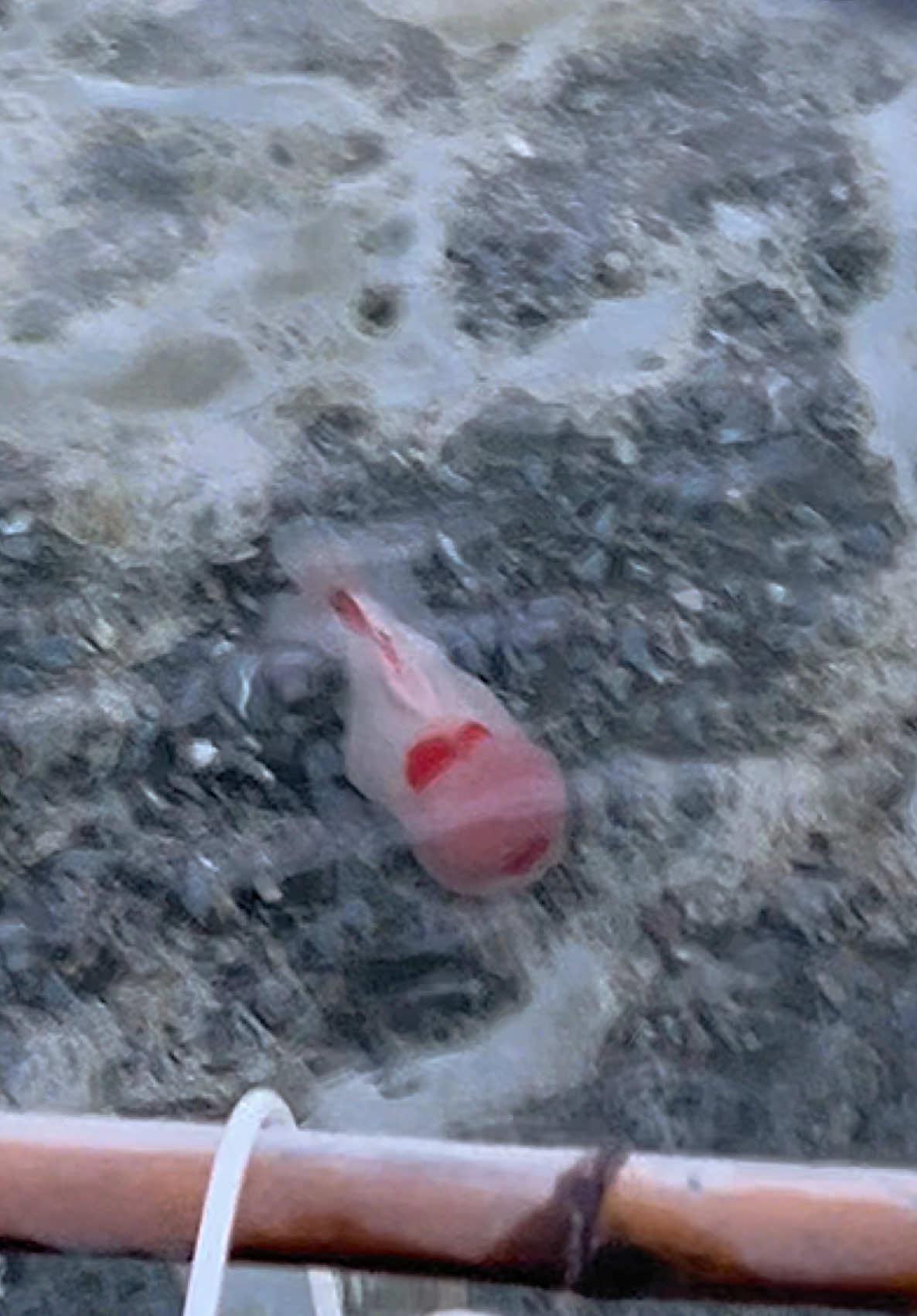 🐼🐻‍❄️#teeraporngoldfarm #ฟาร์มปลาทองนครปฐม #ปลาทอง #เปิดการมองเห็น #thailand 