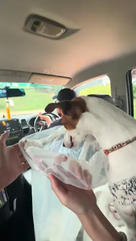 ถึงสักทีอ้วกไป 4 รอบ สวยคุ้มค่ามาก🤣#jackrussell #jackrussellterrier #jackrussellterrierpuppy #หมาเมารถ 