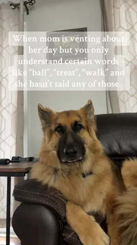 He knows so many words we have to spell words and now he also knows the spelling of some words. #dogsoftiktok #gsd #germanshepherd #dog #smartdog @Enzio.Ronin 