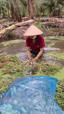 cực mà vui #cobaraunhut #