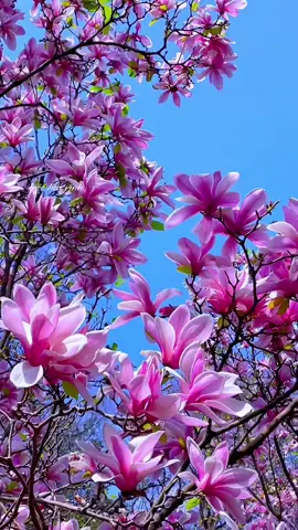 Mời các bạn ngắm hoa mộc lan#hoatuongvi #mochoavinh #hoamoclan 