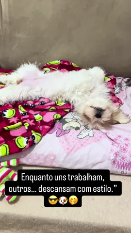 Apenas dois filhotes mostrando como lidar com o estresse da vida moderna.” 💆‍♂️🐶🐶 #fyppppppppppppppppppppppp #petlovers #fy #trabalho #pets 
