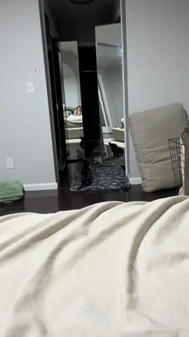 she’s so Gemini coded #gemini #doxietok #dachshund #fyp #foryourpage