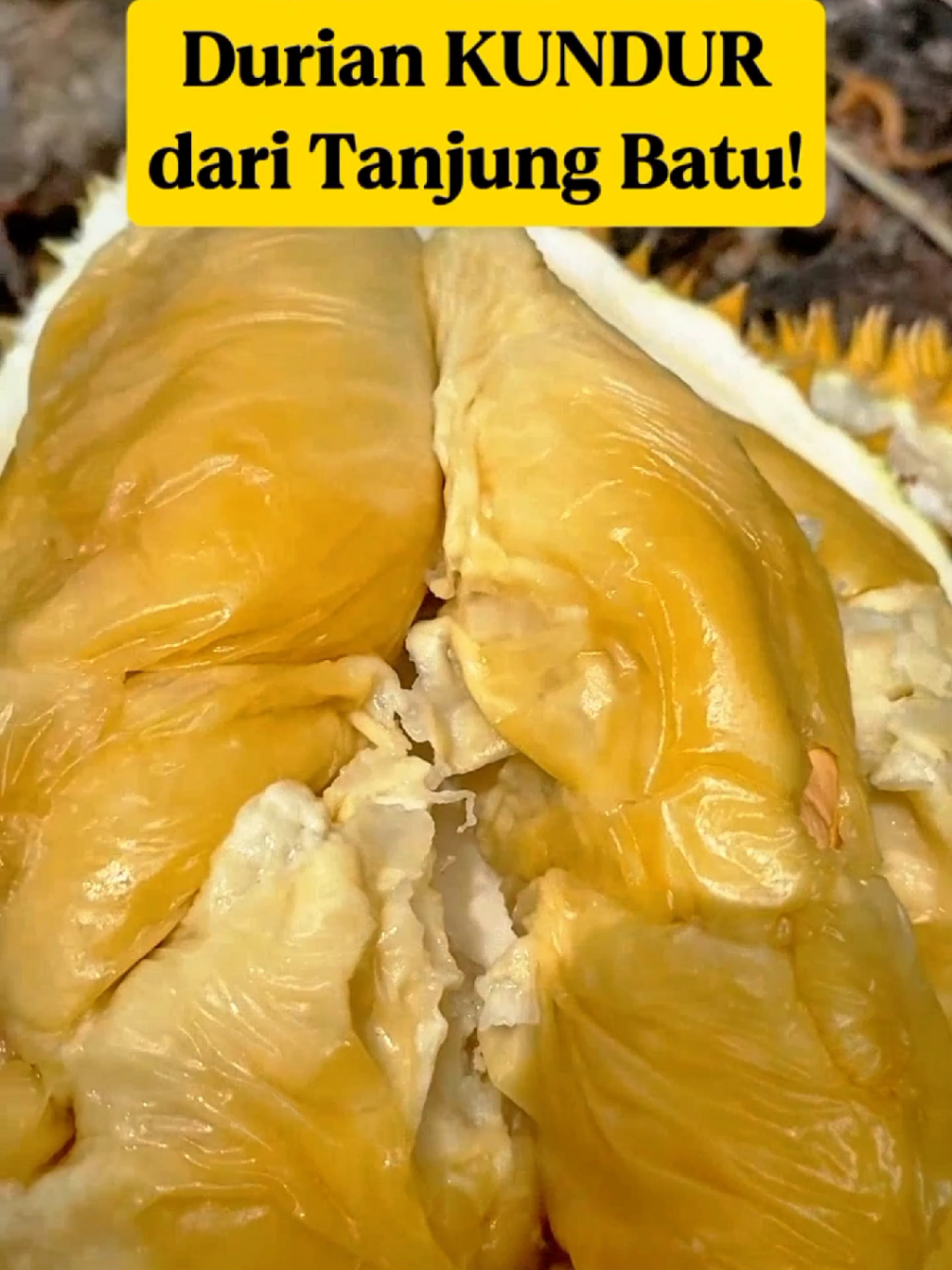 Durian Kundur Tanjung Batu — Daging Oranye Super Langka dari Indonesia‼️ 😍🇮🇩 Pernah lihat durian dengan daging oranye cerah dan kulit kuning keemasan? Inilah Durian Kundur, durian langka asal Tanjung Batu, Pulau Kundur – Kepulauan Riau, Indonesia. Rasanya manis legit dengan aroma tajam khas durian premium. Durian lokal ini mulai viral karena tampilannya unik dan rasanya luar biasa! Wajib coba buat pencinta durian sejati! 🍈✨ #DurianKundur #DurianTanjungBatu #DurianIndonesia #RareDurian #ExoticDurian 