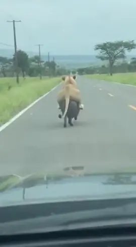 #usafyp🇺🇸 #WildlifeComedy #ViralDashcam #NatureGoneWild #funnysafari 