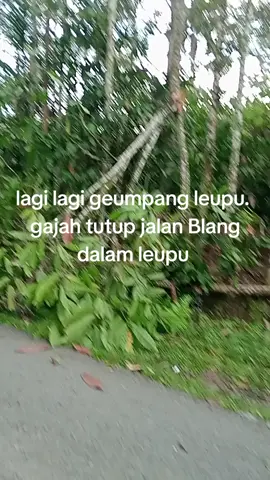 geumpang pidie leupu 
