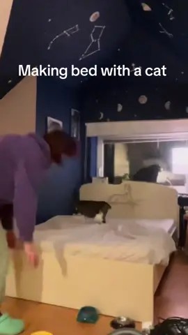 It’s anoying but I kind of love it also EDIT: I don’t really know why she doesn’t have a tail, she was a stray cat and we know nothing about her past, maybe she was born without one or she lost it somehow #cat #fyp #dc #cattok #pet 