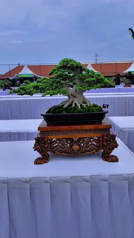 Trimakasi pak owner kesempatanya mempercantik tampilan bonsainya saat kontes🙏  #bonsai #bonsaibali #sancang #sancangbonsai #premnamicrophylla 