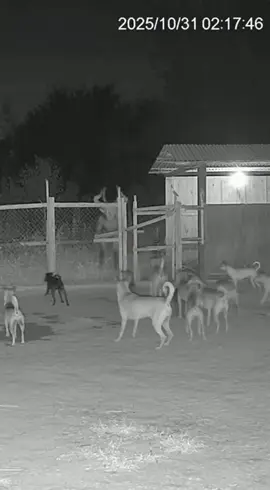 #santelmo #เทรนด์วันนี้ #fyppppppppppppppppppppppp #เรื่องนี้ต้องดู #แสงประหลาด😱😱😱😱 