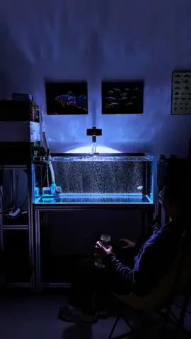 Hồ cá dày đặc thế này trông vui mắt thật nhưng cũng cần chú ý nhé 🐟 Nuôi cá mật độ cao dễ khiến nước nhanh bẩn, thiếu oxy và cá bị stress. Hãy bố trí máy sủi, thay nước định kỳ để đàn cá luôn khỏe mạnh và bơi lội tự nhiên 💧✨ #NuôiCáCảnh #ChămCáĐúngCách #BểCáĐẹp #CáCảnhMini #ThủySinhTạiNhà