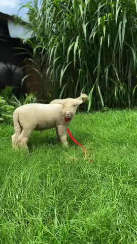 Monggo di ramaikan lagu tresno sejati sudah rilis di YouTube Zarief Anteng bolo !!  Ramaikan sound nya lagu tresno sejati dengan view terbanyak siapa tau nanti domba bisa jadi milik anda 👐🏻 bismillah   #dombamerino #dombalucu #fyp 