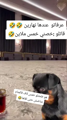 #maroco🇲🇦algeria🇩🇿tunisia🇹🇳 #الجزائر🇩🇿_تونس🇹🇳_المغرب🇲🇦 #😂😂😂 #🤣 #ضحك 