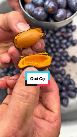 Một ngày lên rừng rung quả Cọ và đây là cách ỏm cọ đơn giản, nếu mọi người chưa biết thì hãy xem hết video hôm nay của Tấm nhé #quaco #soithan #xuongkhop #tamcam 