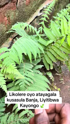 Kayongo dagala nyo mukusasuza Amabanja; #canada_life🇨🇦 #usa🇺🇸 #nature #tiktok #fyppppppppppppppppppppppp 