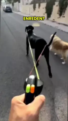 🚶‍♂️🐾 ¡Pasea a tus dos mejores amigos sin enredos! Nuestra correa doble antitirones te da control, comodidad y libertad total. Diseñada con materiales resistentes y mango acolchado para paseos más seguros y cómodos 💙 👉 Encuéntrala en nuestra tienda — link en la bio #PerrosFelices #CorreaDoble #Mascotas #DueñosResponsables #Gadgets 