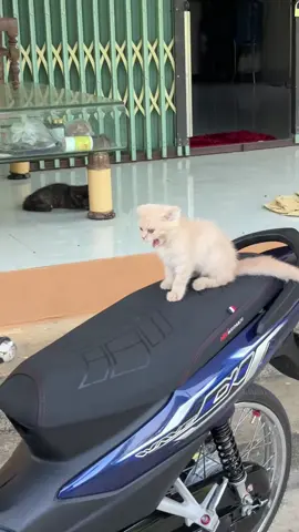 Hỏi tht ae chán bộ môn này chưa…?🤣#wave125i_ไฟเลี้ยวบังลม #honda #wave #xuhuong #xuhuongtiktok 