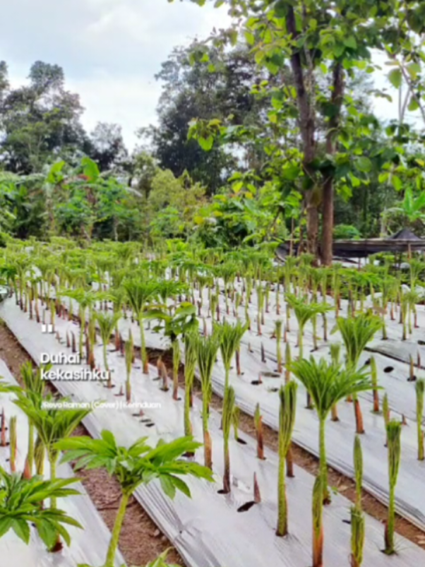 adem ayem masyaallahhh😇🤲 #porang #petanimuda #petaniporang #brkhporangpacitan #fyp 