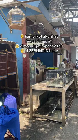 inpo ayam warna?🤣 #fyp #xbcyza #pasarhewan #malang 