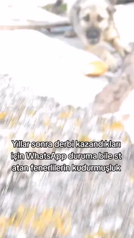 Tamam amk sakin olun .  .  .  Beşiktaş fenerbahçe maçı goller #fenerbahçe #beşiktaş #goller #özet #fyp 