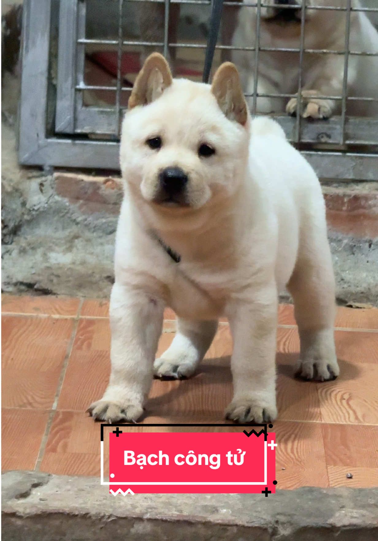 Sắp đến ngày về nhà mới rồi zai cưng