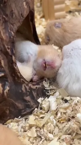 tidur dulu ya, jangan ganggu 😌🙏 #hamster #hamsterlucu #hamsterpasuruan #fyp #viral 