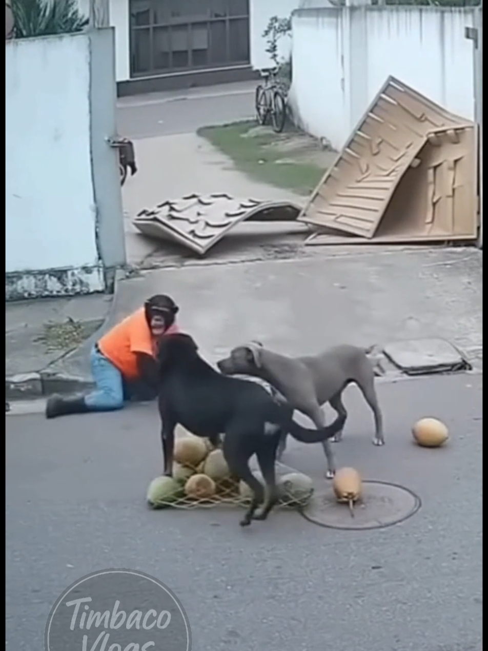 Timbaco entregando coco. #humorbr #entrega #memesbr #sora2 