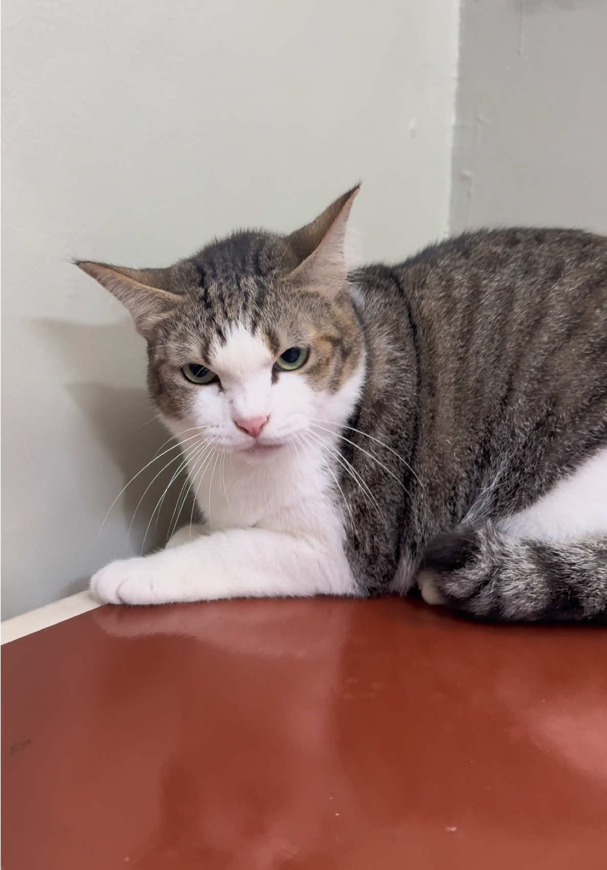 Lagi kak.. lagi kak..