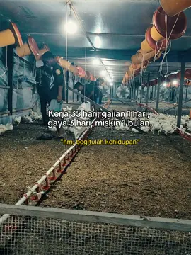 Ujung²nya kasbon😅 #kandangayamboiler #pejuangfcr #CapCut 