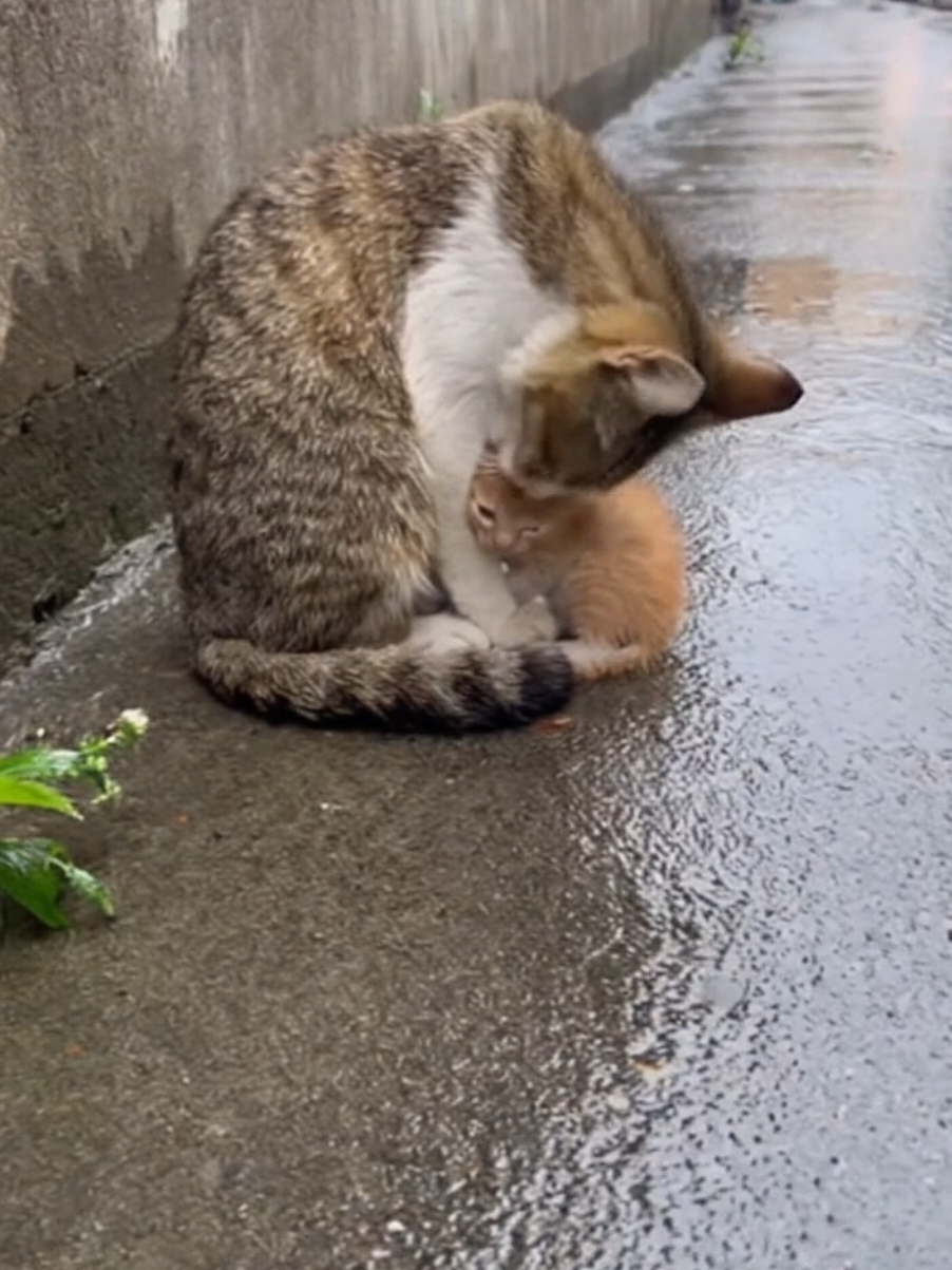 A mother cat shelters her tiny kitten from the rain, using her body to keep it warm and dry. A simple moment full of love and tenderness  pure and real life caught on camera #cat #mothercat  #kitten #Love  #nature 