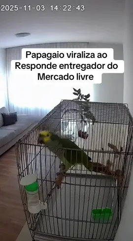 Papagaio surpreende a internet ao responder entregador do mercado livre que pensou estar falando com alguma pessoa 