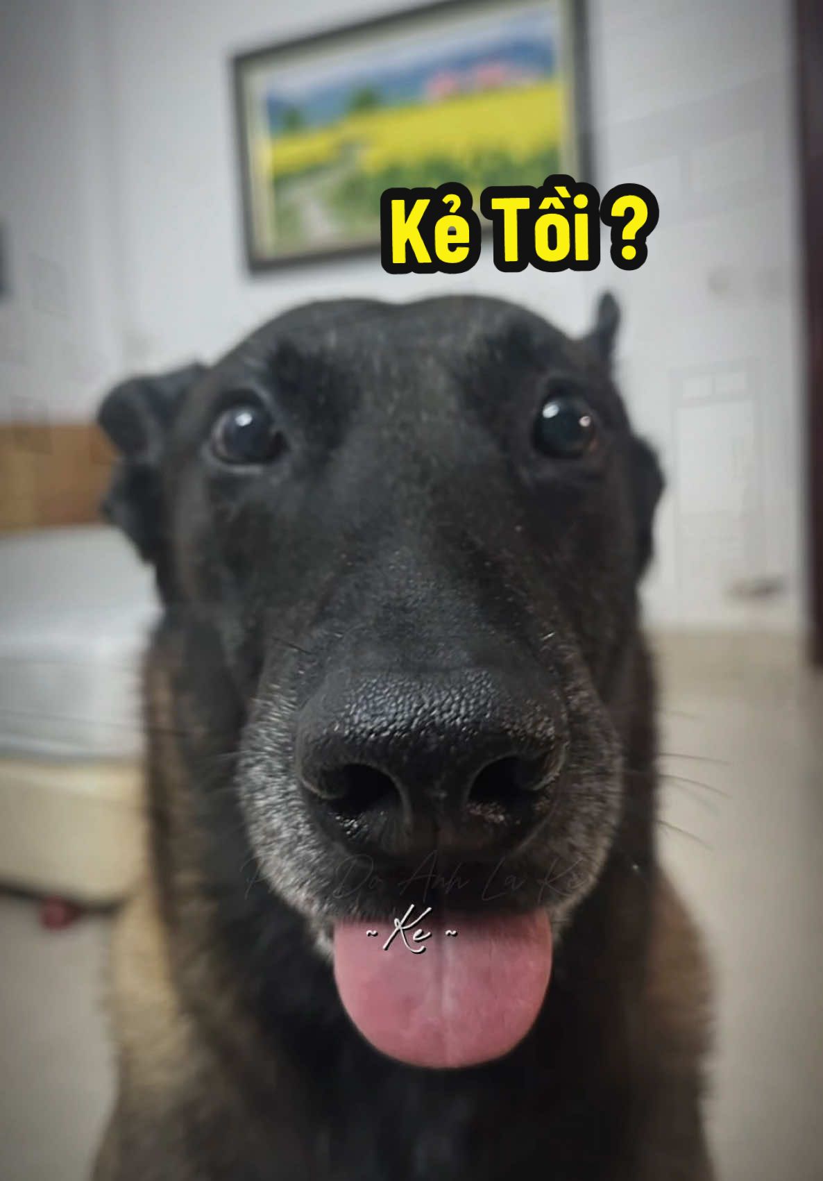 Phải chi anh là … #nhatungcocho #pet #dog #rex #CapCut 